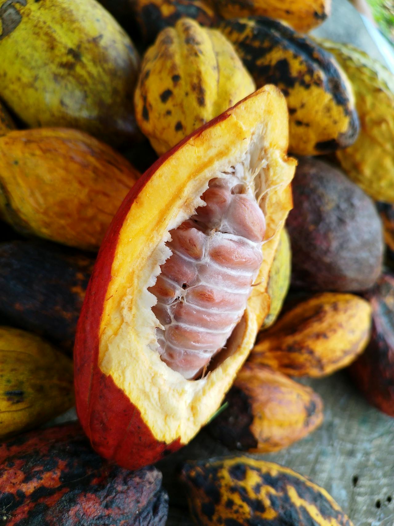 An opened cacao pod showing the beans and pulp inside.